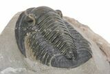 Dalejeproetus Trilobite - Uncommon Moroccan Proetid #245519-5